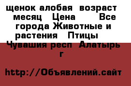 щенок алобая .возраст 1 месяц › Цена ­ 7 - Все города Животные и растения » Птицы   . Чувашия респ.,Алатырь г.